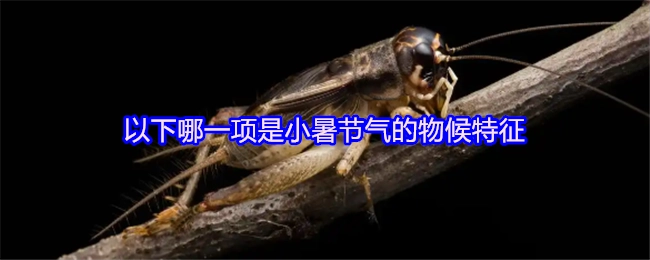 以下哪一个属于小暑节气的物候特征？