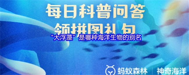 “大浮藻”这一名称对应的是哪类海洋生物的别称呢？
