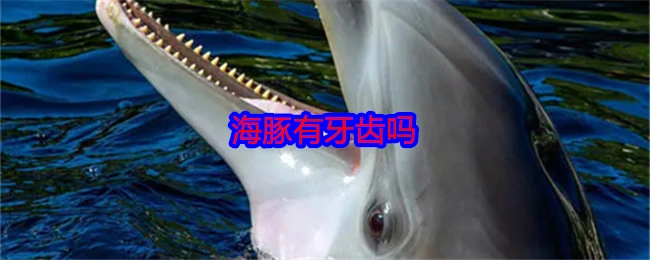 海豚是否长有牙齿呢？