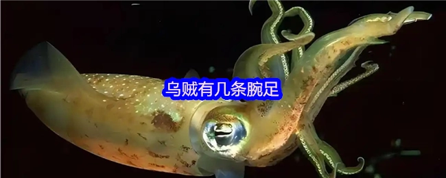 乌贼的腕足数量是多少呢？