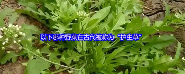 以下哪种野菜在古代有着“护生草”的别称