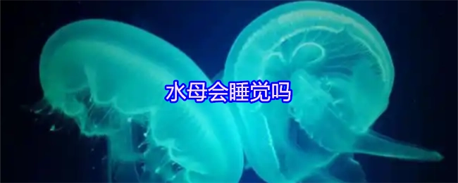 水母是否存在睡眠行为呢