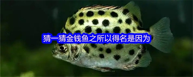 来猜猜看，金钱鱼得名的原因是什么呢？