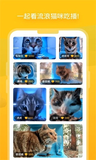 哈啰街猫图3