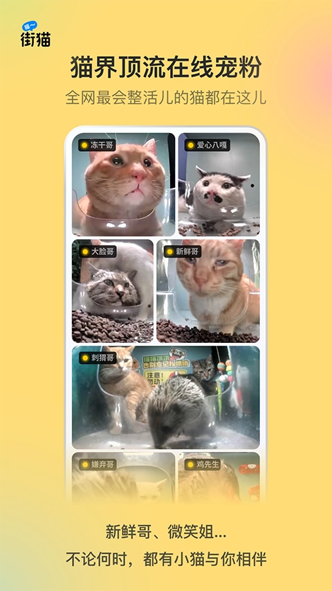 哈啰街猫(3)