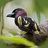 小鸟电视最新版