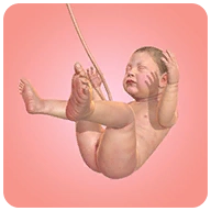 人类进化史游戏中文版