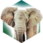 方舟动物园中文版