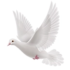 逍遥阁免费小说 v1.4.0