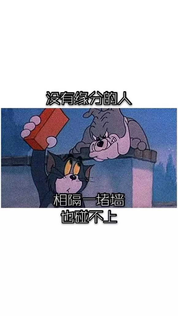 抖音猫和老鼠壁纸 (3)