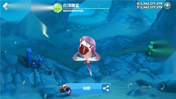 hungry shark老版(1)