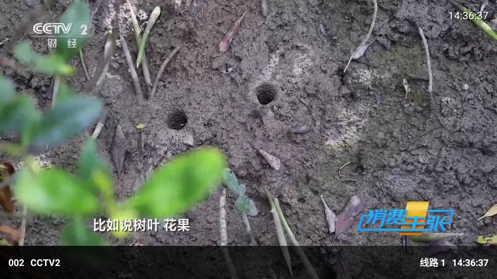 球迷直播