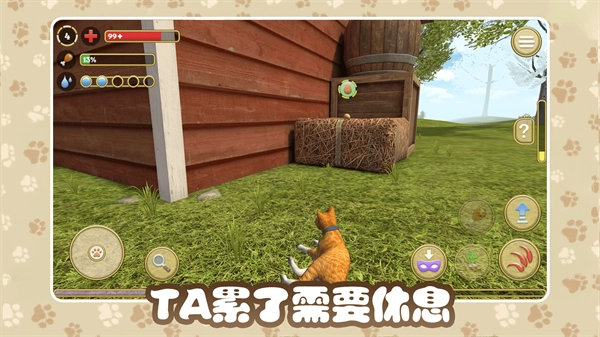猫咪农场(3)