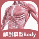 解剖模型Body