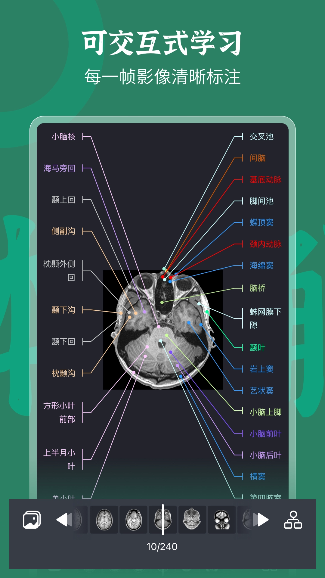 万康人体解剖图3