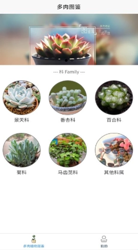 嘟嘟多肉植物鉴图1
