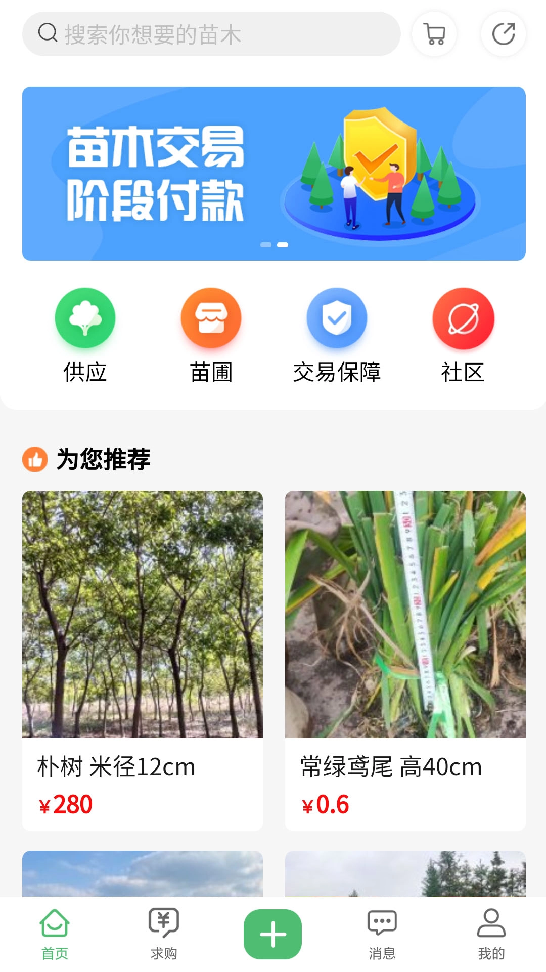 苗青青-图2