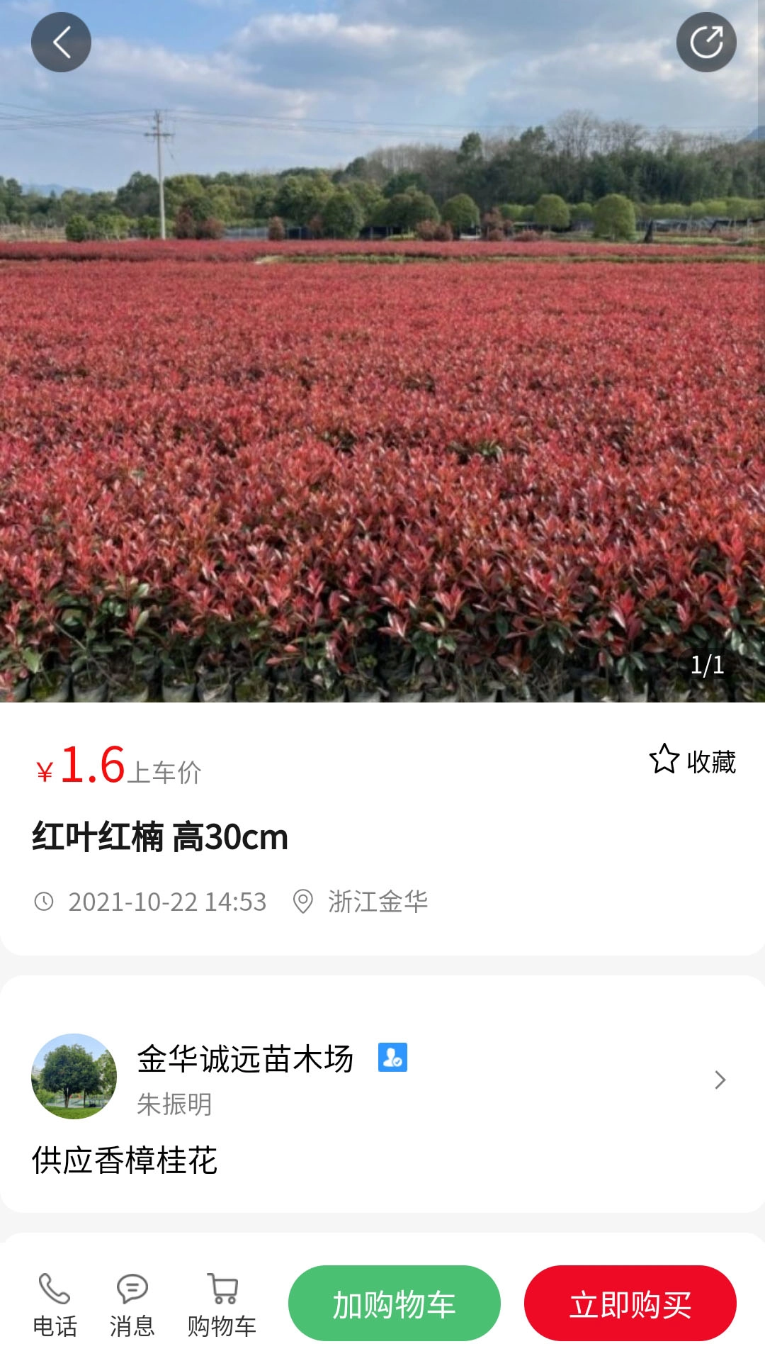 苗青青-图4