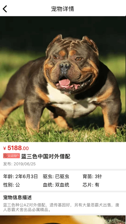 猫行狗市宠物交易市场图3