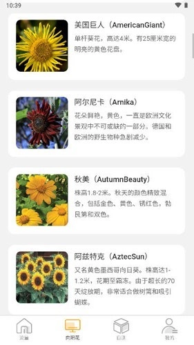 向阳流量图2