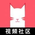 猫咪2026最新版