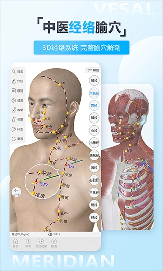 维萨里3D解剖图3