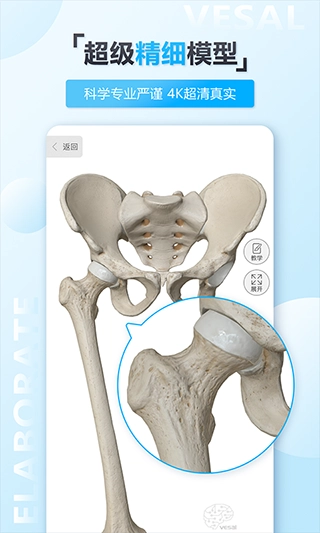 维萨里3D解剖图2