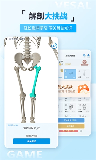 维萨里3D解剖图5