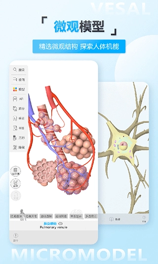 维萨里3D解剖图4