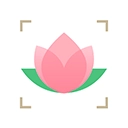 识花