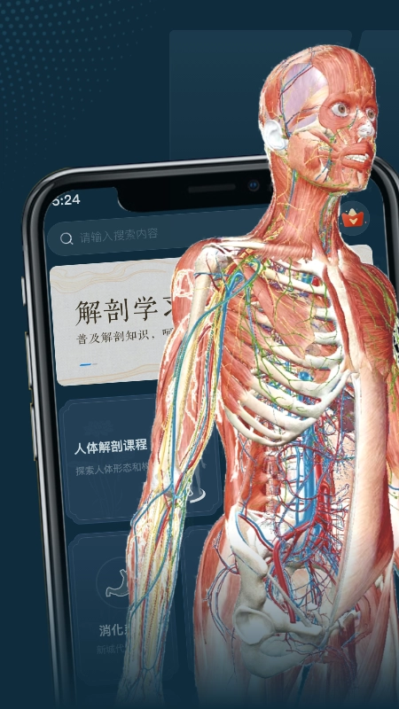 人体解剖3d图4