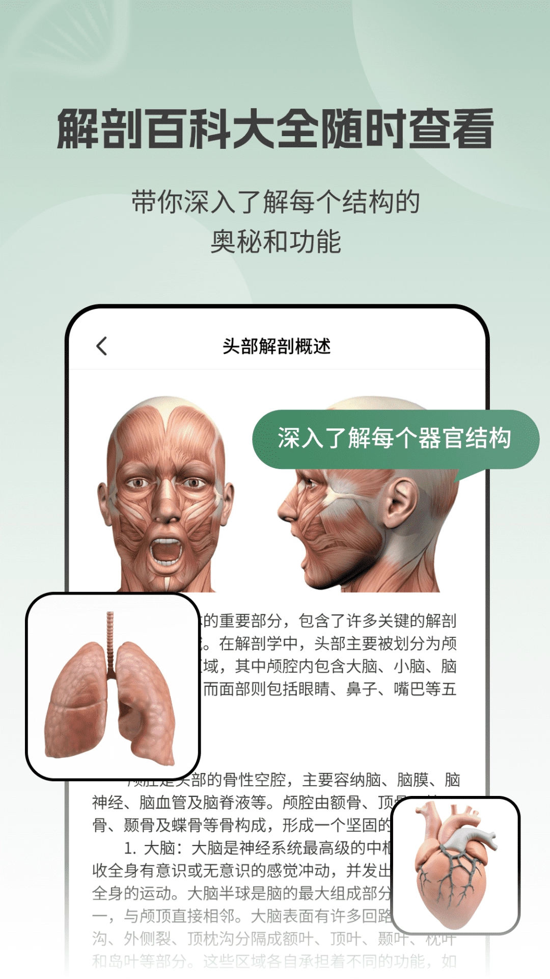 解剖模型Body图4