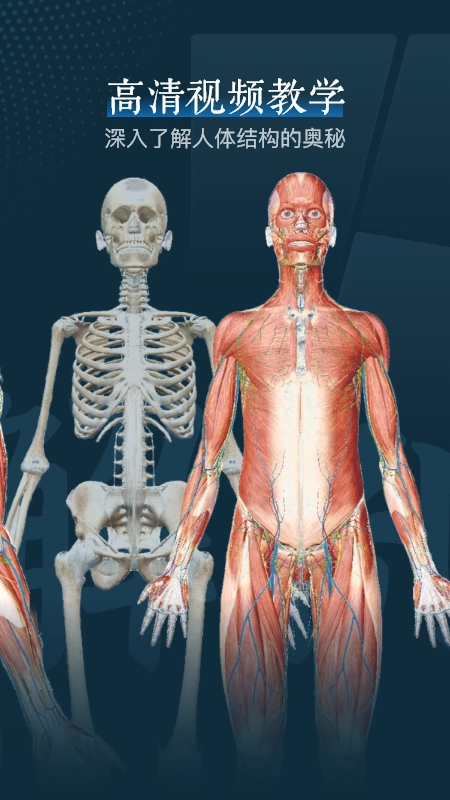 人体解剖3d图3