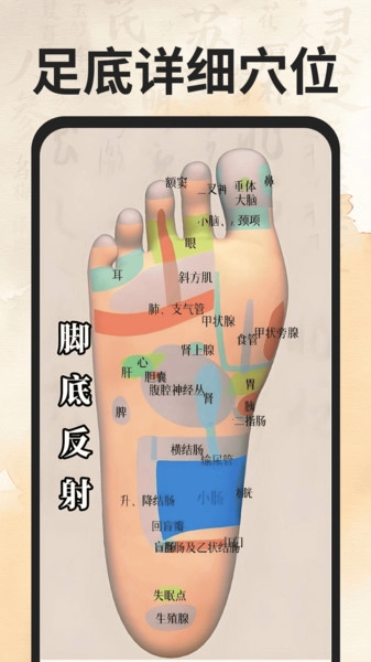 穴位经络图谱-图4