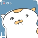 主播和猫的故事 