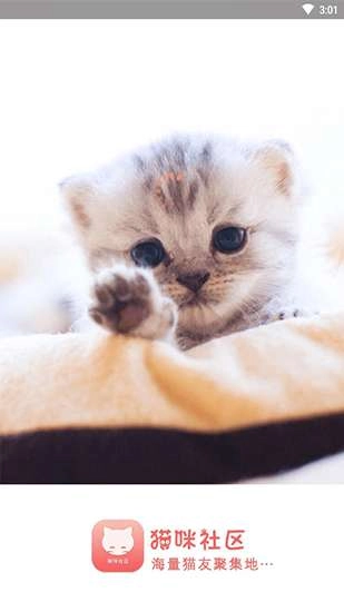 猫咪社区图3