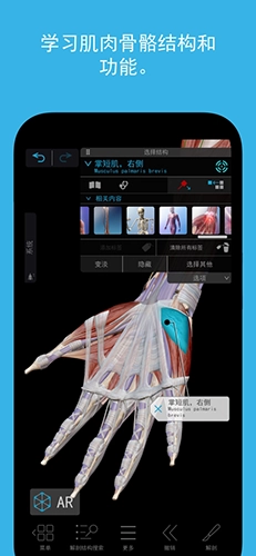 2026人体解剖学图谱(3)