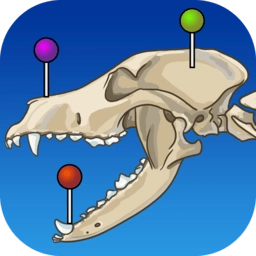 vetanatomy解剖软件中文版