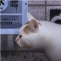 翌日猫之怪奇谭