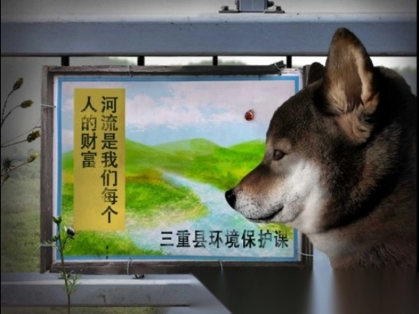 翌日波奇狗的历险记