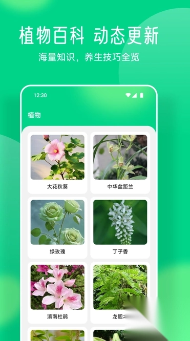易花花语