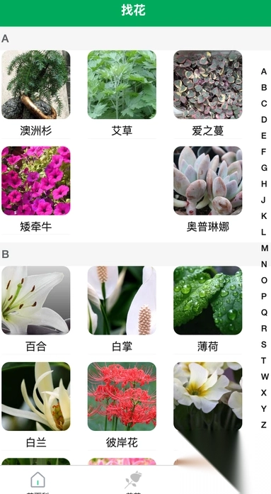 枇杷绿植-图3