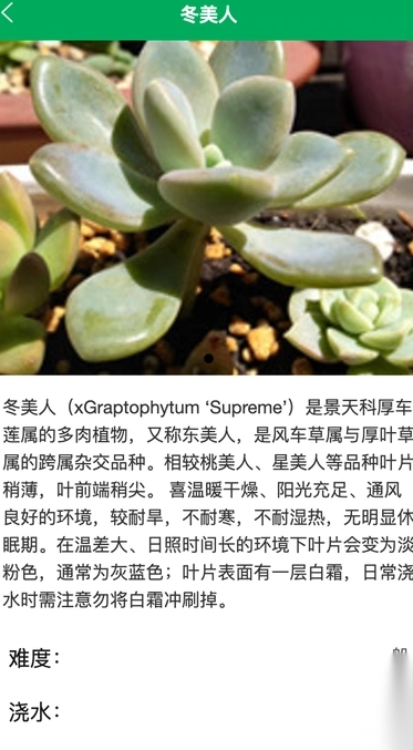 枇杷绿植-图4
