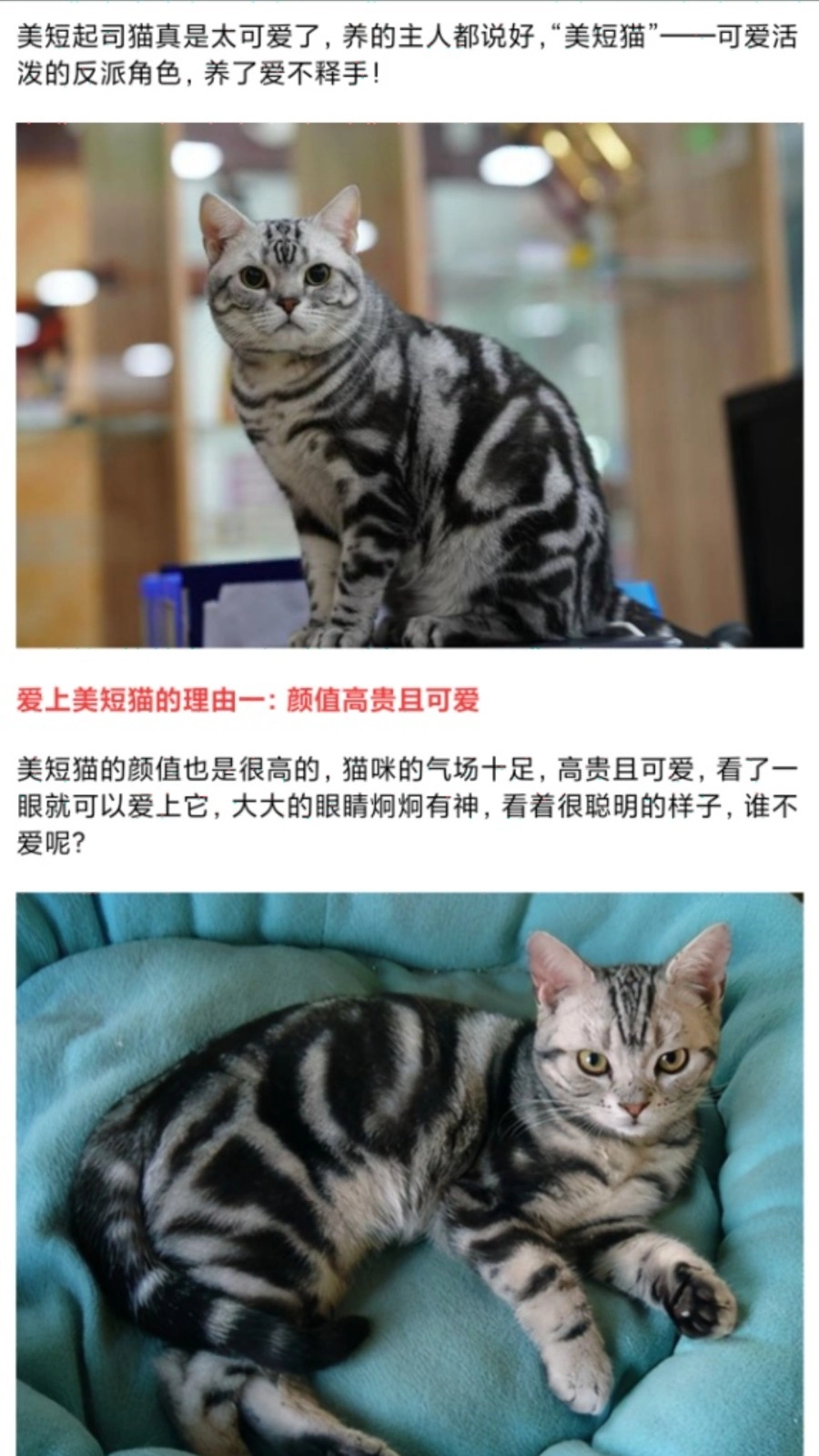 我的猫翻译截图1