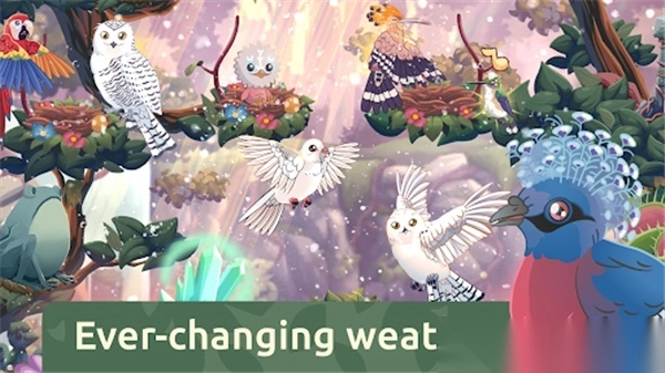 鸟类世界(Bird Kind)4