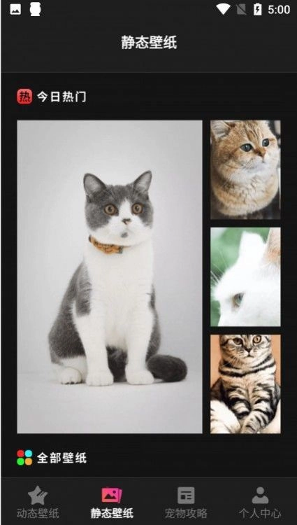 猫咪壁纸安卓版图3
