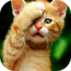 懒人神器养机脚本官方版