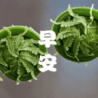 成友早安.5最新版 V1.6.5