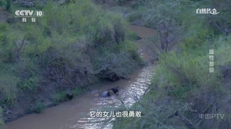 皮皮影视最新版截图3