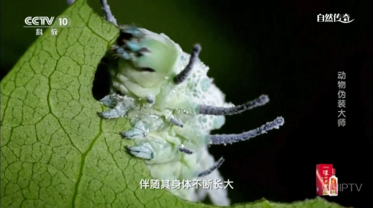 球迷直播tv电视版(3)